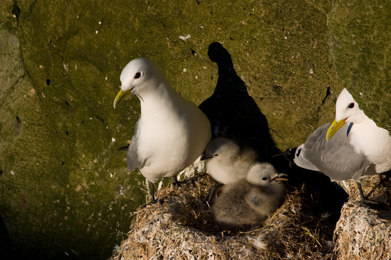 Black-Legged Kittiwake And Young In Nest